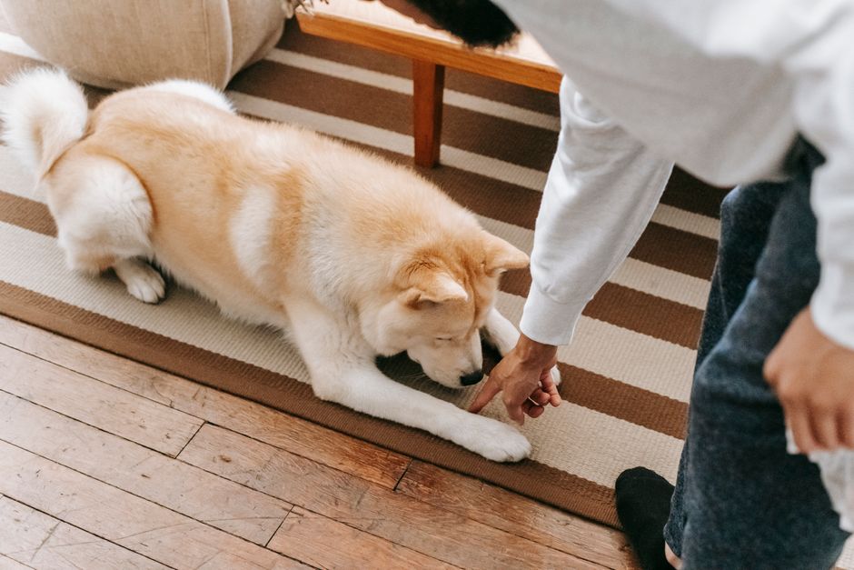 A person in white clothing and dark jeans is engaged in surface cleaning on a striped area rug with shades of beige, brown, and white, using a small brush or cloth to remove pet odour. The rug is laid